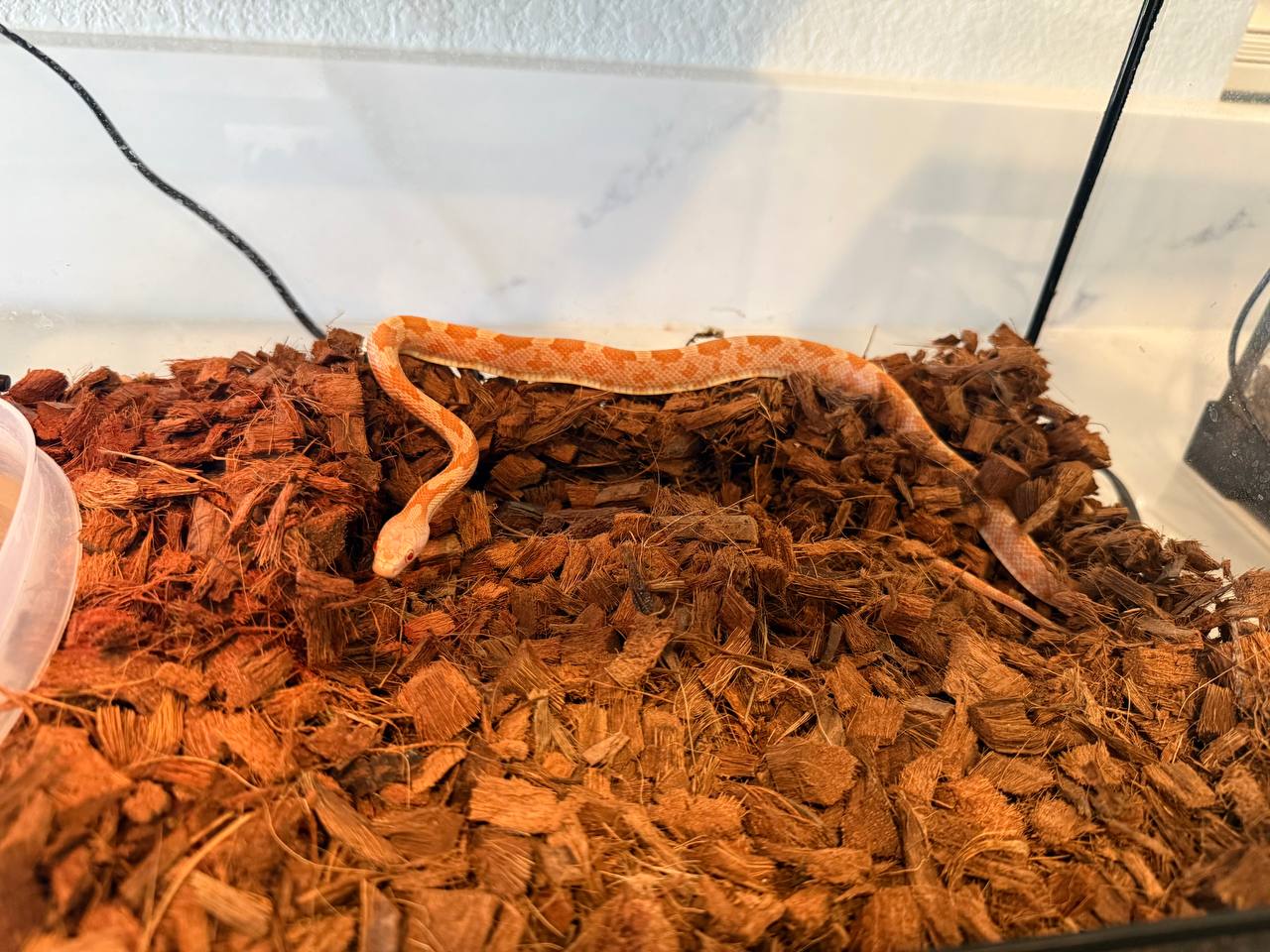 Pickles showing the head and body pattern