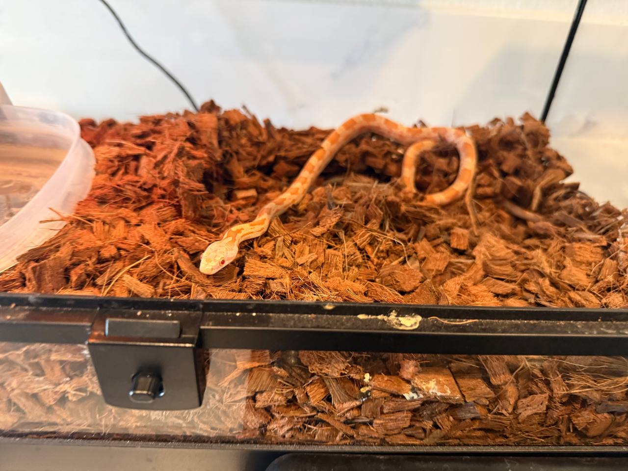 Pickles facing the camera in the enclosure