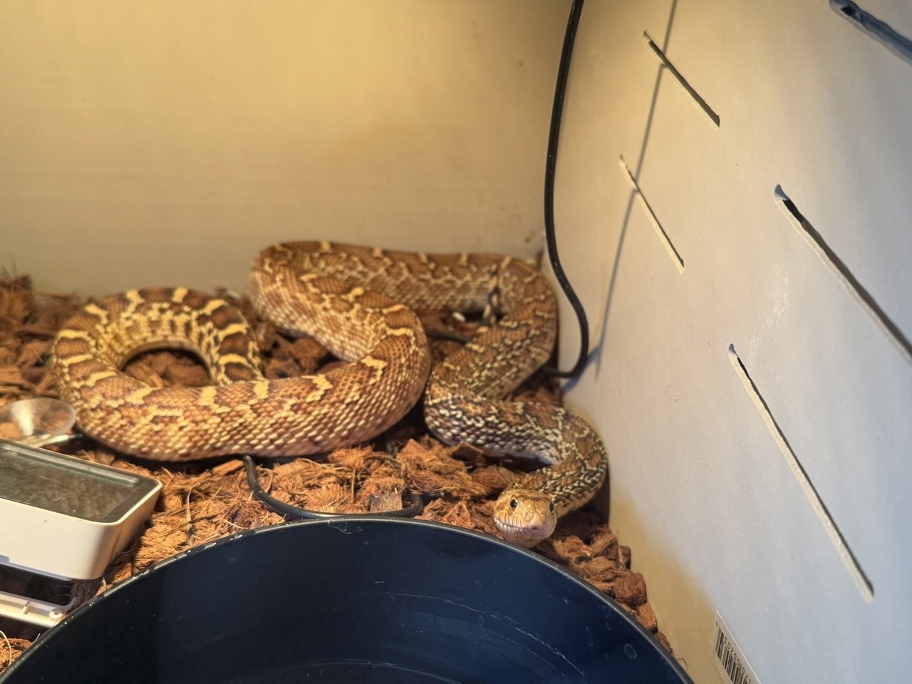 2025 Female Texas Bullsnake — Karen in Las Vegas