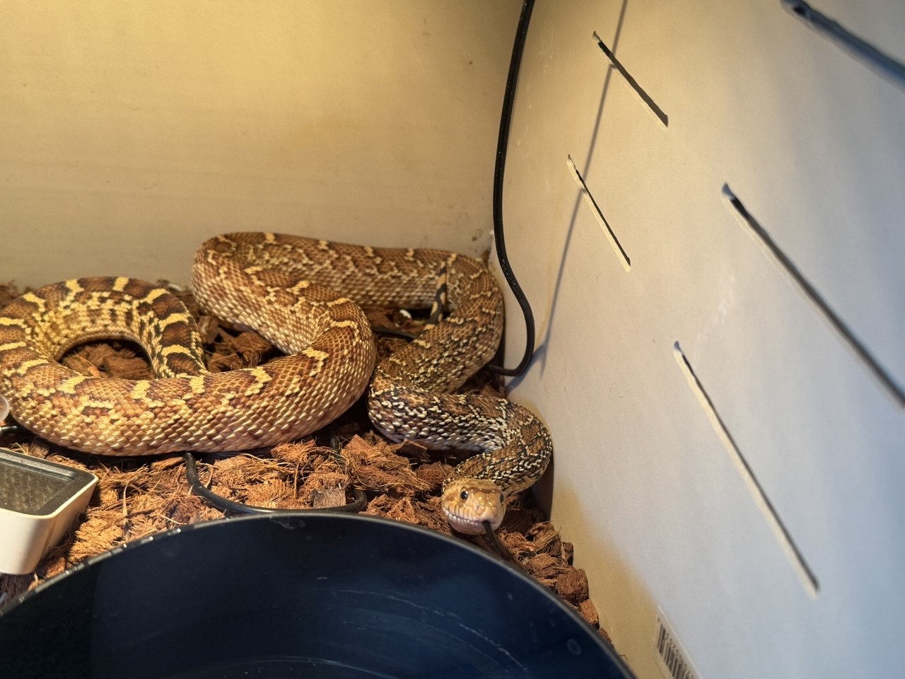2025 Female Texas Bullsnake — Karen in Las Vegas