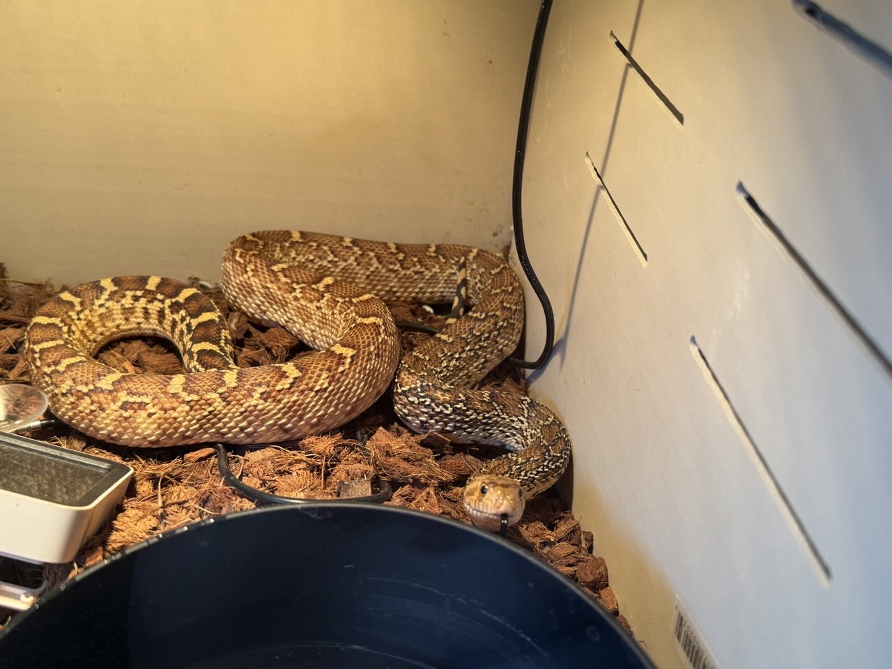 2025 Female Texas Bullsnake — Karen in Las Vegas