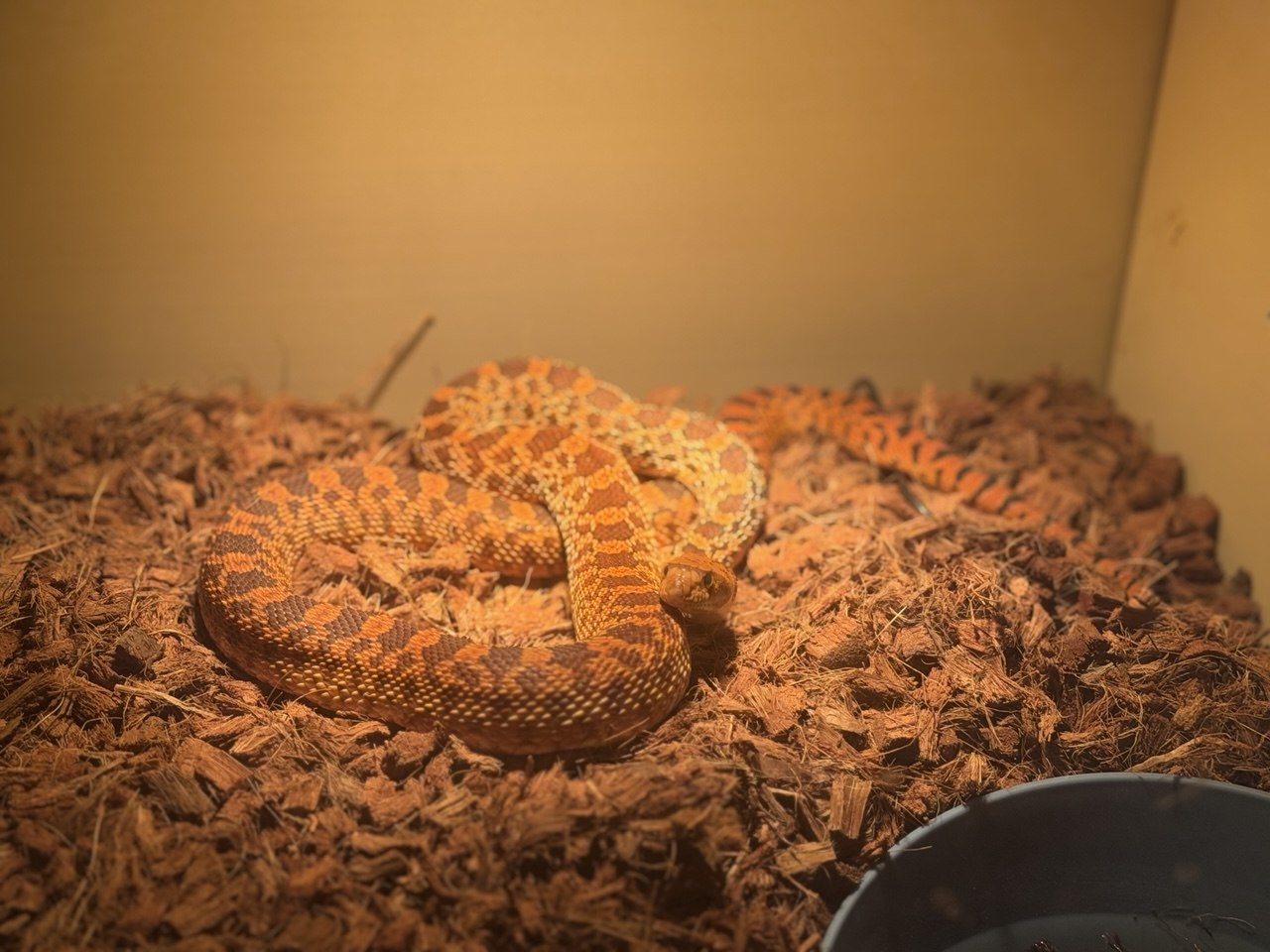 2024 Female Kingsville Red Bullsnake — Kevin in Las Vegas